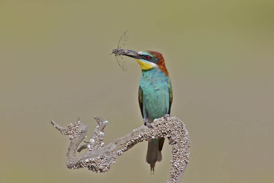 Bee Eater 9